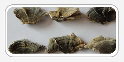 Coriolus