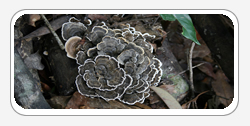 Coriolus